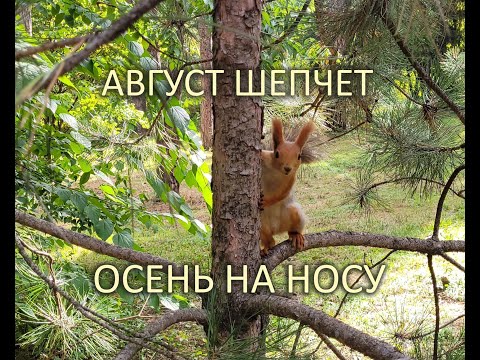 Август шепчет: Осень на носу