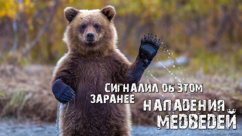 Нападения медведей! Сигналил об этом заранее!!!